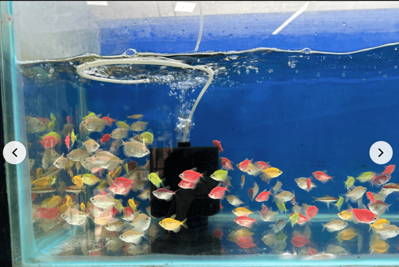 Featured view of LATHA AQUARIUM – Wide Selection of Colorful Aquarium Fishes in Chennai