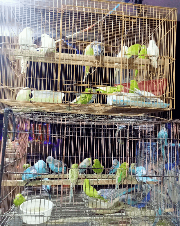Featured view of Hobby Zone Pet Aquarium & Bird Shop – Wide Selection of Fishes & Aquarium Supplies in Chennai