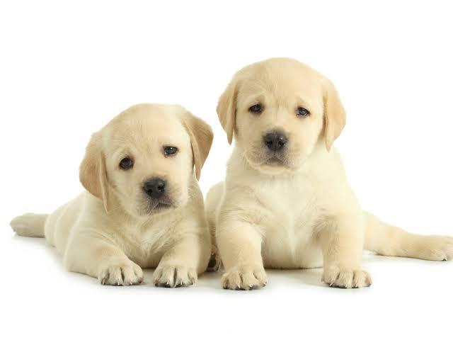 Featured view of Lab Fog Puppies Available – All Types, Affordable Price