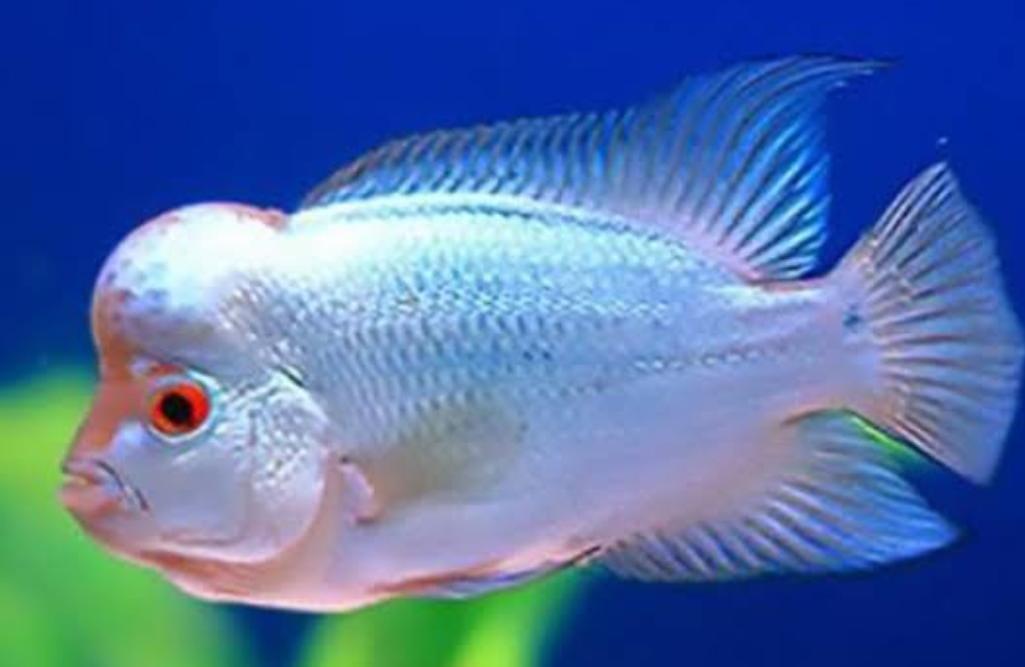 Featured view of Stunning Thai Silk Flowerhorn Fish – Single Piece for Sale
