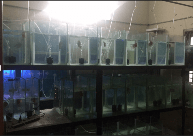 Featured view of VL Aquarium & Pets: Fresh Fish, Aquarium Supplies & Livestock in Chennai