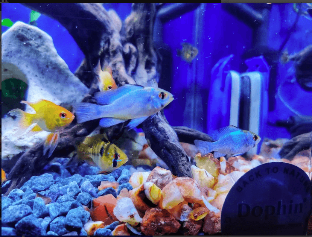 Featured view of Start Your Successful Aquarium Business with National Aquarium Expertise