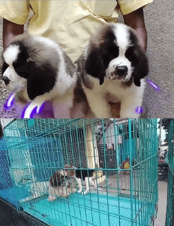 Thumbnail for Healthy, Friendly Dogs for Adoption – Multiple Breeds Available