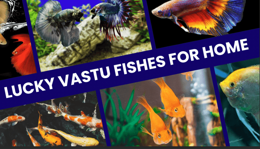 Featured view of Wide Selection of Aquarium Fish & Fish Food in Coimbatore