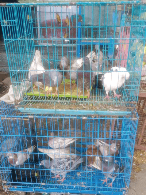 Thumbnail for Variety of Beautiful Birds Available for Your Aquarium