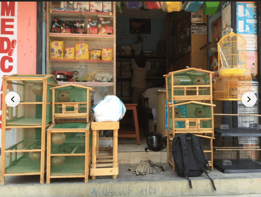 Thumbnail for Shop Quality Fish & Bird Accessories at Rainbow Aquarium, Mannivakkam, Chennai