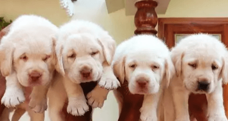 Featured view of Healthy, Friendly Dogs for Adoption – Multiple Breeds Available