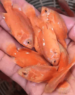Thumbnail for Top-Quality Fish, Aquarium Tanks & Food – Great Selection for Enthusiasts