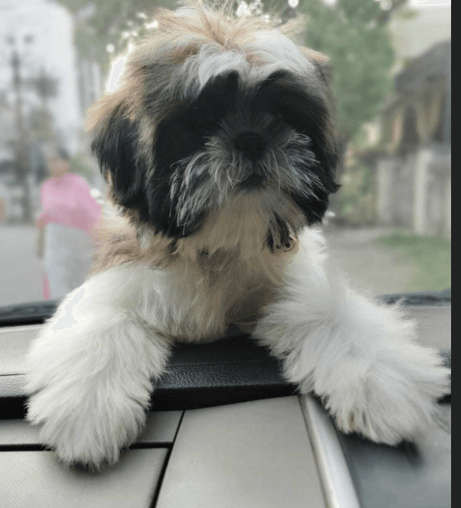 Thumbnail for Wide Variety of Dogs Available for Adoption