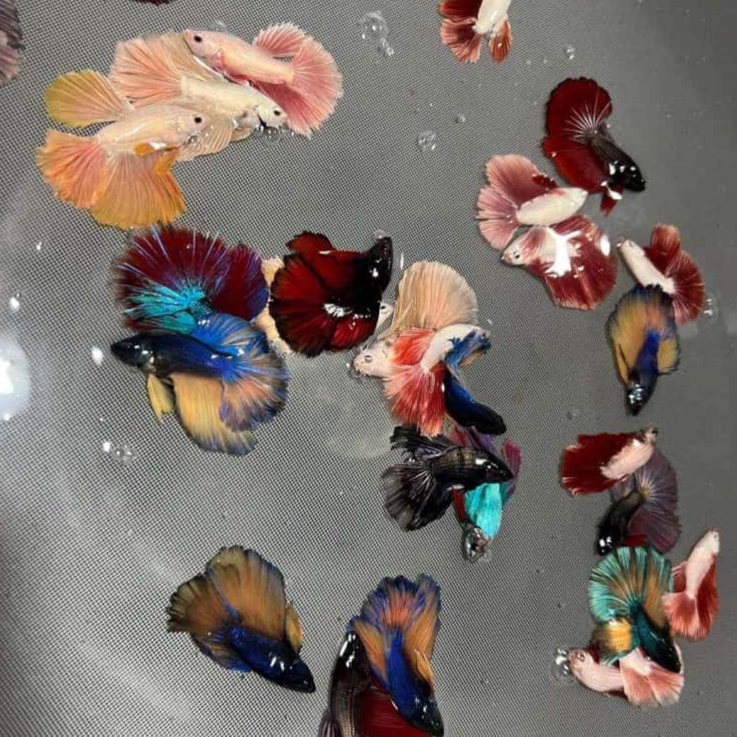 Featured view of Vibrant Betta Fish for Sale – Fighter Ohm, Full Moon, Crowntail, Nemo Candy – Only ₹60 Each!