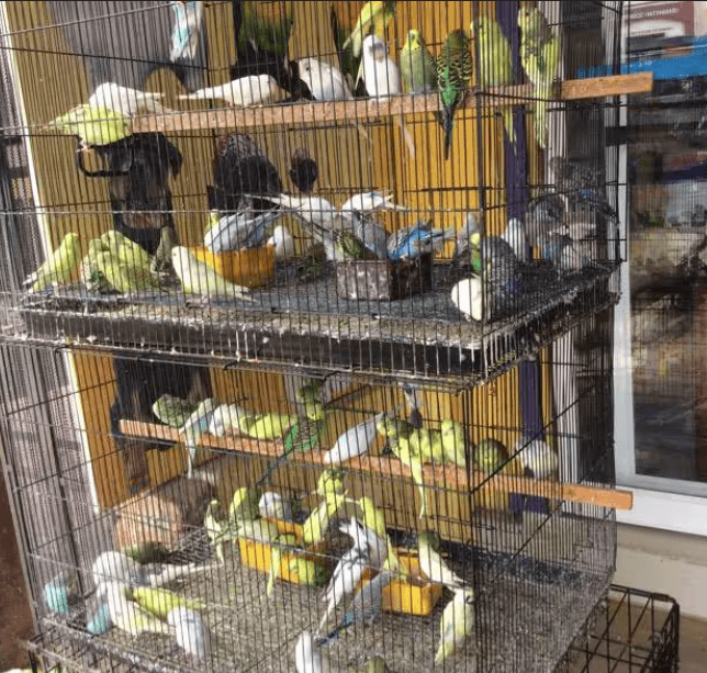 Featured view of Wide Selection of Birds and Quality Bird Food for Sale