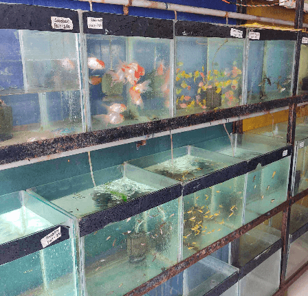 Thumbnail for Top-Quality Fish, Aquarium Tanks & Food – Great Selection for Enthusiasts