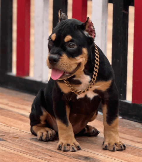 Featured view of Wide Variety of Dogs Available for Adoption