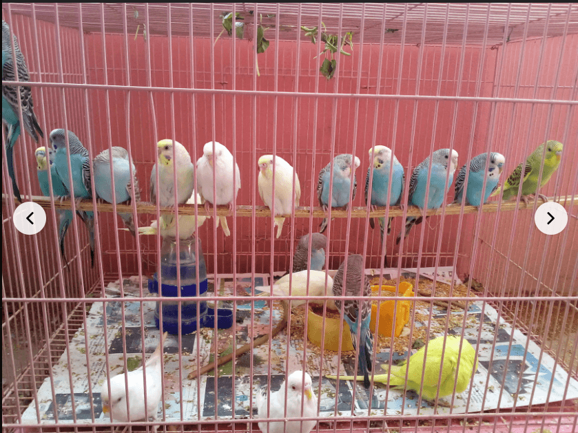 Featured view of Shop Quality Fish & Bird Accessories at Rainbow Aquarium, Mannivakkam, Chennai