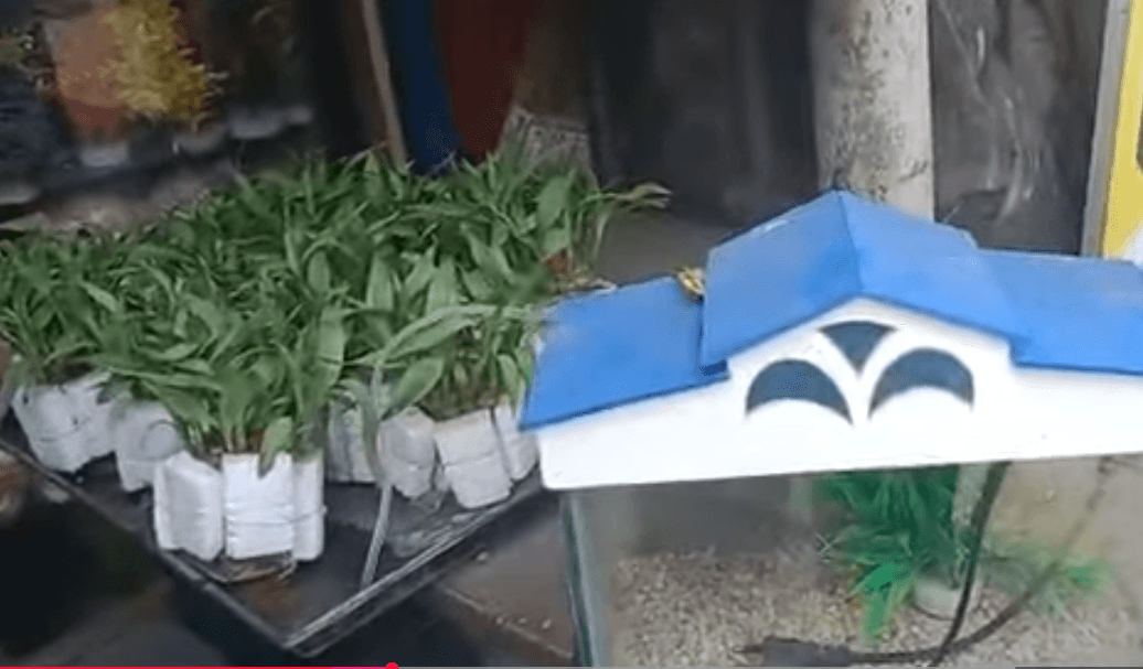 Featured view of Fish, Aquarium Tanks, Food & Accessories for Sale – Wide Selection for All Enthusiasts