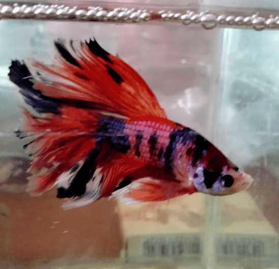 Thumbnail for Top-Quality Fish, Aquarium Tanks & Food – Great Selection for Enthusiasts