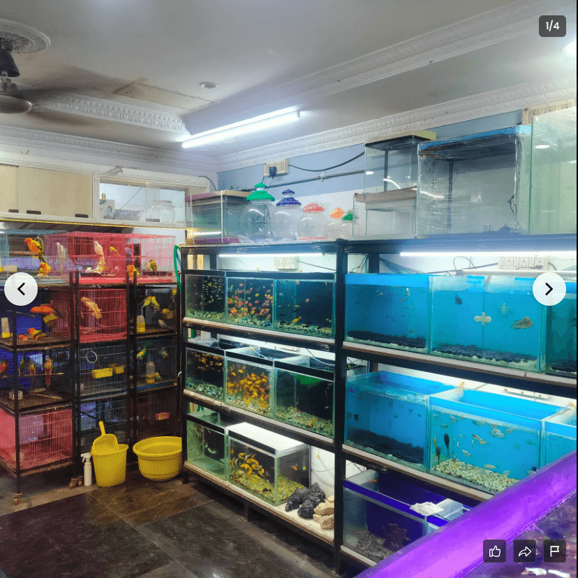 Featured view of Wide Range of Pet Food & Aquarium Accessories Available in Chennai