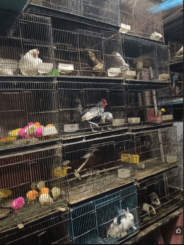 Featured view of HARI PET ZONE & AQUARIUM – Best Fishes & Aquarium Accessories Store in Kovilambakkam, Chennai