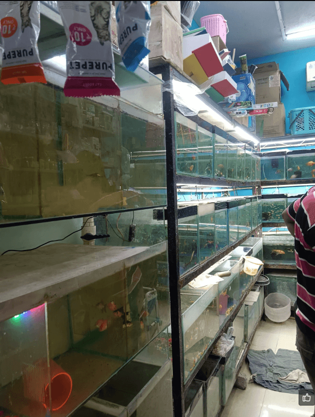 Thumbnail for HARI PET ZONE & AQUARIUM – Best Fishes & Aquarium Accessories Store in Kovilambakkam, Chennai