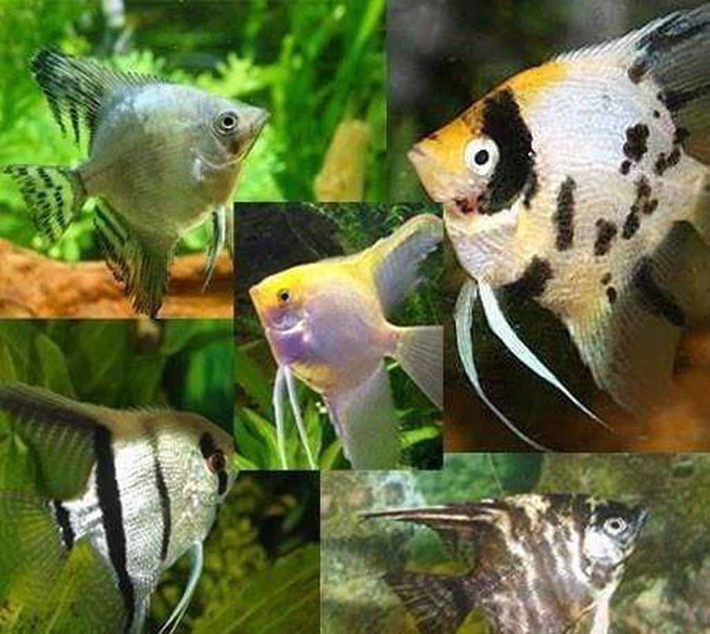 Featured view of Freshwater Angel Fish for Sale – Zebra, Koi, and Diamond Varieties