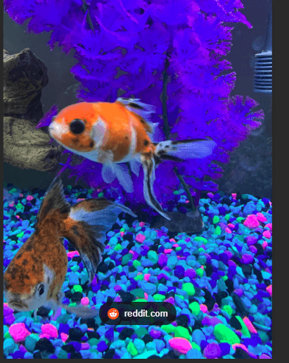 Thumbnail for Wide Range of Pet Food & Aquarium Accessories Available in Chennai