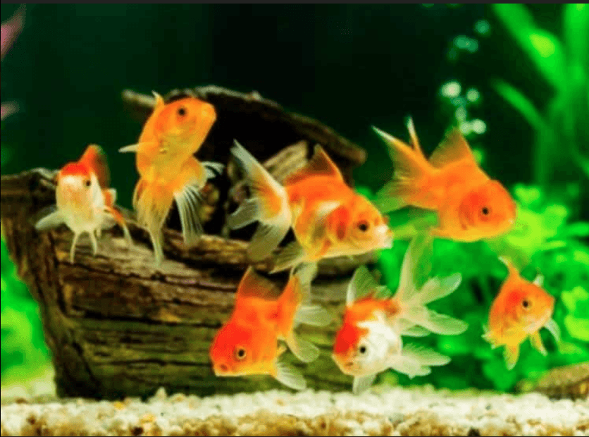 Featured view of Wide Variety of Aquarium Fish for Homes & Offices in Chennai