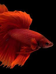 Featured view of Vibrant Red Ohm Betta Adult Fish for Sale – Only ₹150