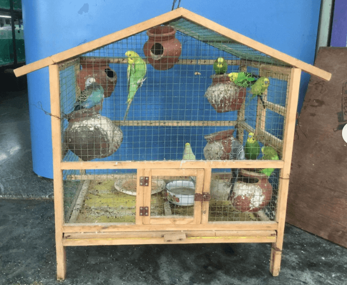 Featured view of Variety of Beautiful Birds Available for Your Aquarium