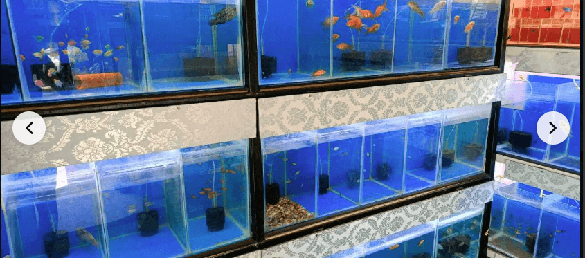 Thumbnail for Wide Range of Bird Food & Accessories Available in Ambattur, Chennai
