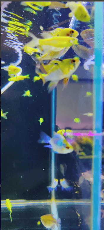 Thumbnail for Start Your Successful Aquarium Business with National Aquarium Expertise