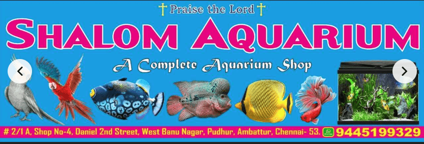 Featured view of Wide Range of Bird Food & Accessories Available in Ambattur, Chennai