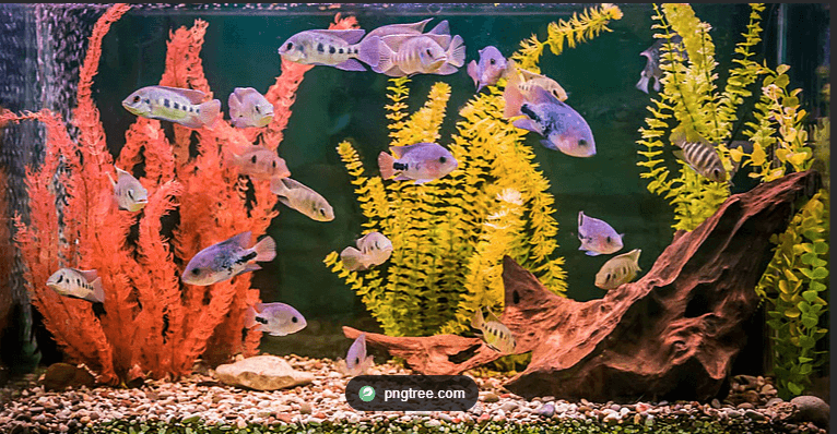 Featured view of Sri Balaji Aquarium Mettukuppam – Your One-Stop Aquarium Food & Accessories Store on OMR