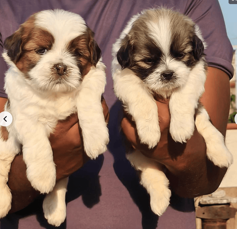 Thumbnail for Wide Variety of Dogs Available for Adoption