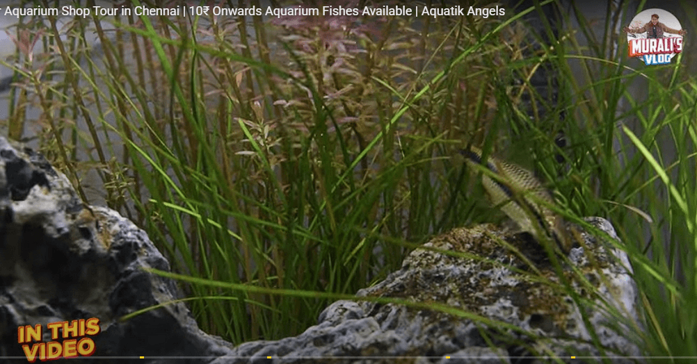 Featured view of Vitamin Sea Aquatics – Your Trusted Aquarium & Pet Fish Store in Chennai