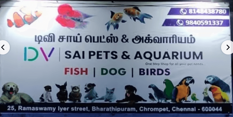Featured view of Healthy Pet Fish & Premium Aquarium Motors for Sale in Chromepet, Chennai
