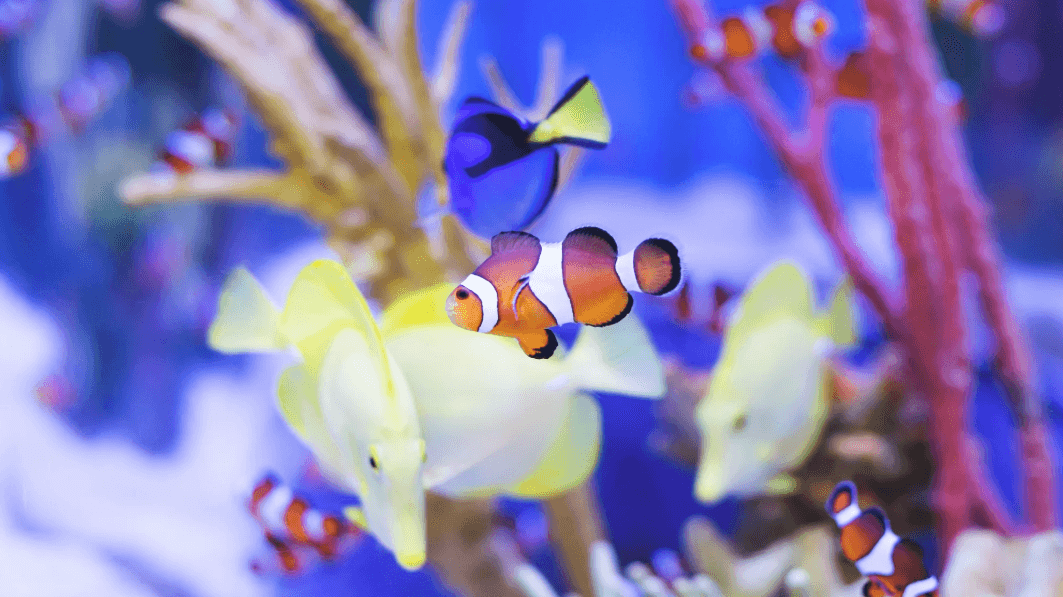 Featured view of Raj Fish Aquarium – Quality Fish & Aquarium Supplies in Madippakkam, Chennai